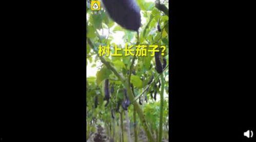 91丨成人丨精产丨天堂鸟,揭秘天堂鸟的神秘力量